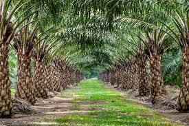 Govt plans to expand oil palm in Eluru to 15,000 hectares. Minister reviews with scientists, farmers, and processors for effective implementation.